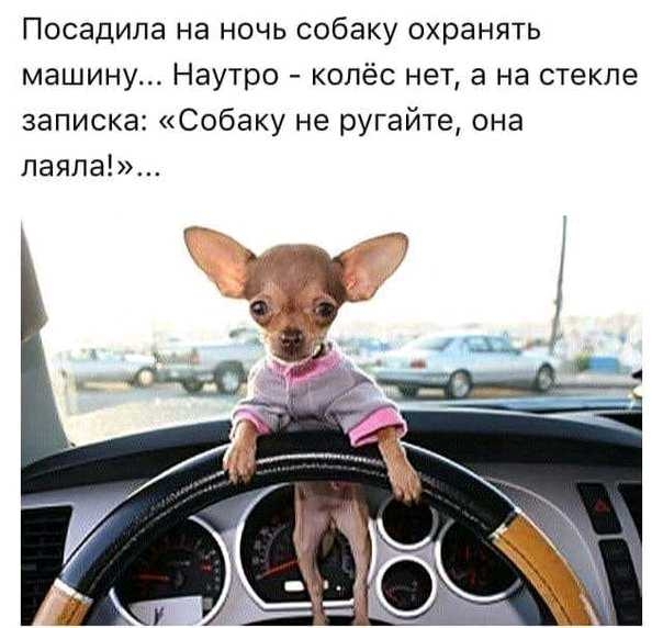 Посадила на ночь собаку охранять машину Наутро колёс нет а на стекле записка Собаку не ругайте она паяла