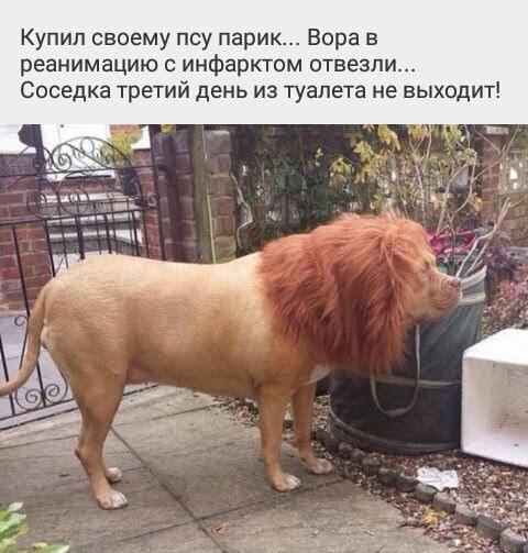 Купил своему псу парик Вора в реанимацию с инфарктом отвезли Соседка третий день из туалета не выходит