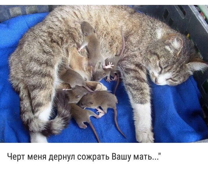 Черт меня дернул сожрать Вашу мать