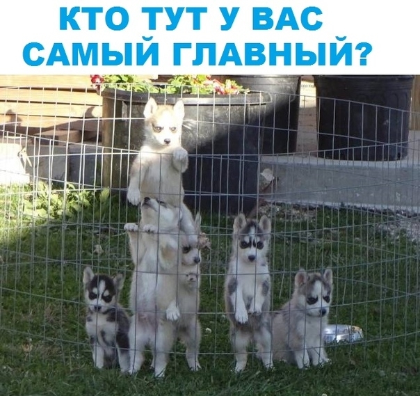 КТО ТУТ У ВАС САМЫЙ ГЛАВНЫЙ М Ё