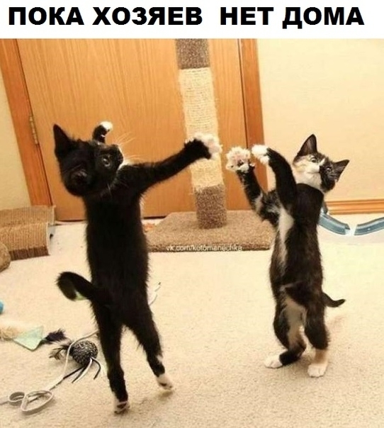 ПОКА ХОЗЯЕВ НЕТ дОМА
