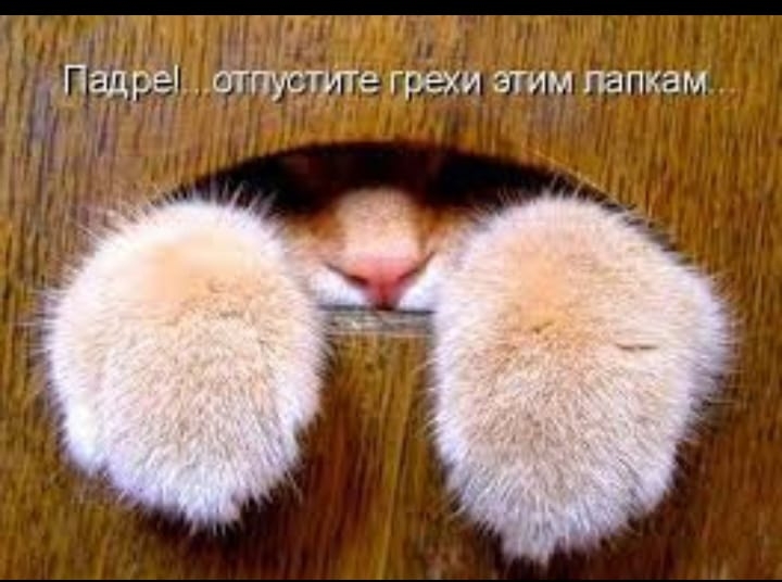 тц тмин Падреіь атпустте _грёхи этим папкам