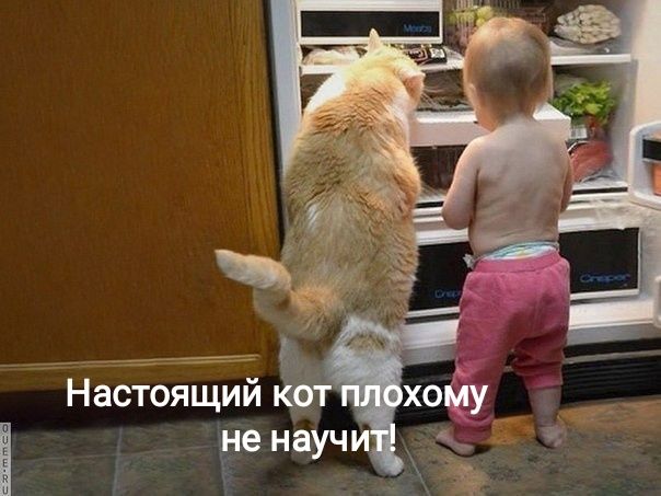 а _ Настоящий кат не научи
