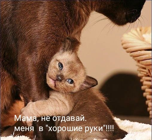 н отдав ай еня в хоща Ё