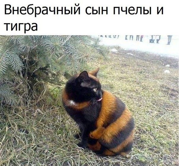 Внебрачный сын пчелы и тигра м а