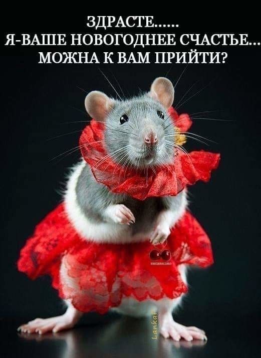ЗДРАСТЕ ЯВАШЕ НОВОГОДНЕЕ СЧАСТЬЕ М03КНА К ВАМ ПРИЙТИ