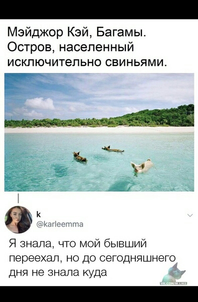 Мэйджор Кэй Багамы Остров населенный исключительно свиньями К Капеетта Я знала что мой бывший переехал но до сегодняшнего дня не знала куда