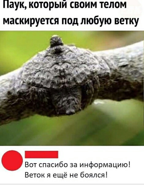 аук которыи своим телом маскируется под любую ветку Вот спасибо за информацию Веток я ещё не боялся