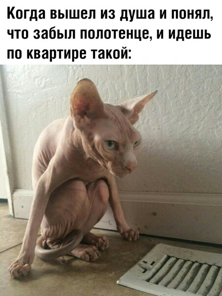 Когда вышел из душа и понял что забыл полотенце и идешь по квартире такой