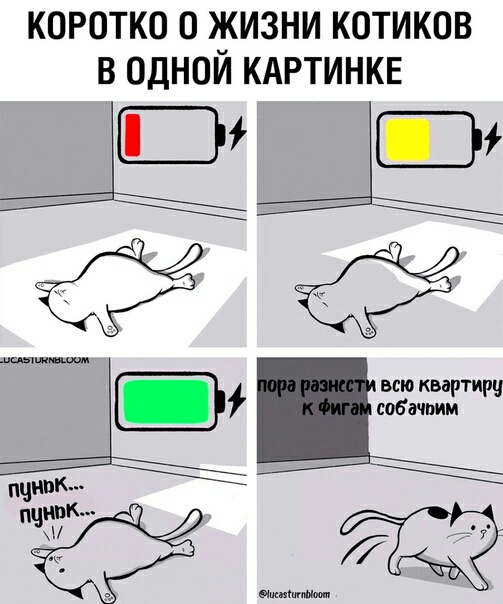 КОРОТКО О КИЗНИ КОТИКОВ В ОДНОМ КАРТИНКЕ