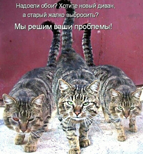 Надоели обои Хртите новый диващ