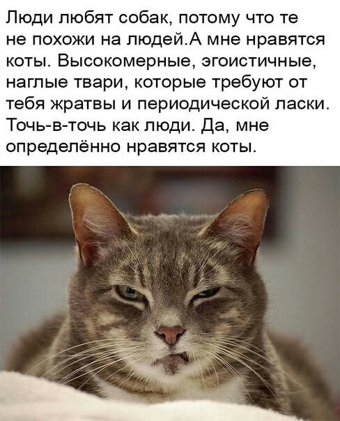 Люди любят собак потому что те не ПОХОЖИ на ПЮДЕЙА МНЕ нравятся коты Высокомерные эгоистичные наглые твари которые требуют от тебя жратвы И периодической ПЭСКИ Точь в точь как люди Да мне определённо нравятся коты