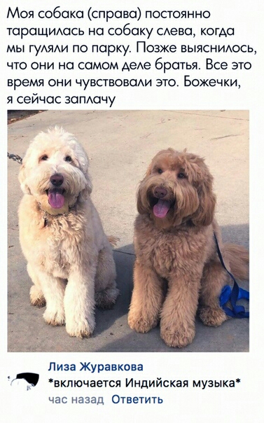 Моя собака справа постоянно таращишсь на собаку сАеаа когда мы гуАяАи по парку Позже выясниюсь что они на самом деАе братья Все это время они чувсгвопаАи это Божечки я сейчас запачу Лиза Журавков включается Индийская музыка час назад Ответить