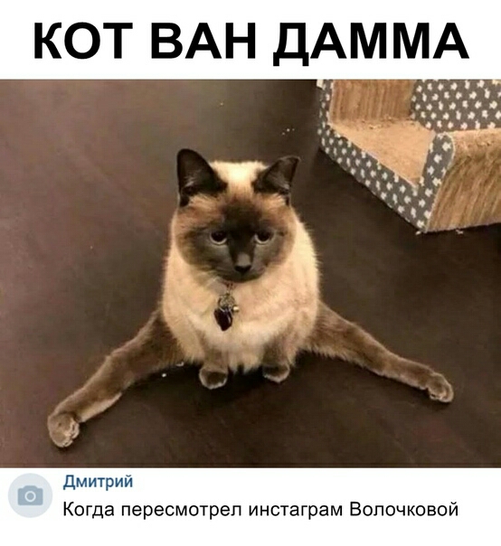 КОТ ВАН ДАММА дмитрил Когда пересмотрел инстаграм Волочковой