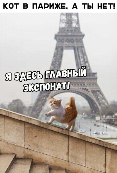 КОТ В ПАРИЖЕ А ТЫ НЕТ