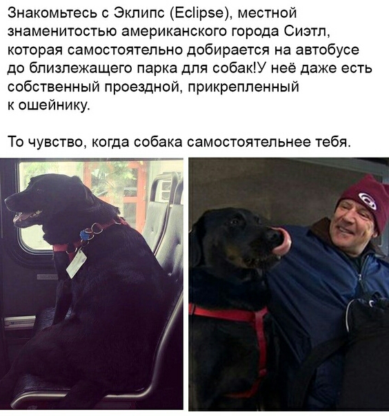 Знакомьтесь с Эклипс ЕсПрсе местной знаменитостью американского города Сиэтл которая самостоятельно добирается на автобусе до близлежащего парка для собакУ неё даже есть собственный проездной прикрепленный к ошейнику То чувство когда собака самостоятельнее тебя