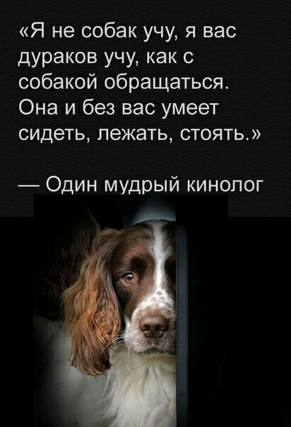Я не собак учу я вас дураков учу как с собакой обращаться Она и без вас умеет сидеть лежать стоять Один мудрый кинолог