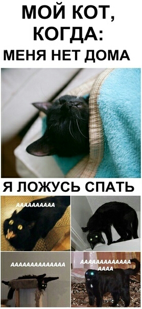 МОЙ КОТ КОГДА МЕНЯ НЕТ ДОМА я ложусв СПАТЬ