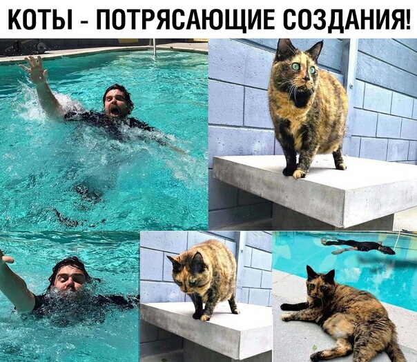 КОТЫ ПОТРЯСАЮЩИЕ СОЗДАНИЯ