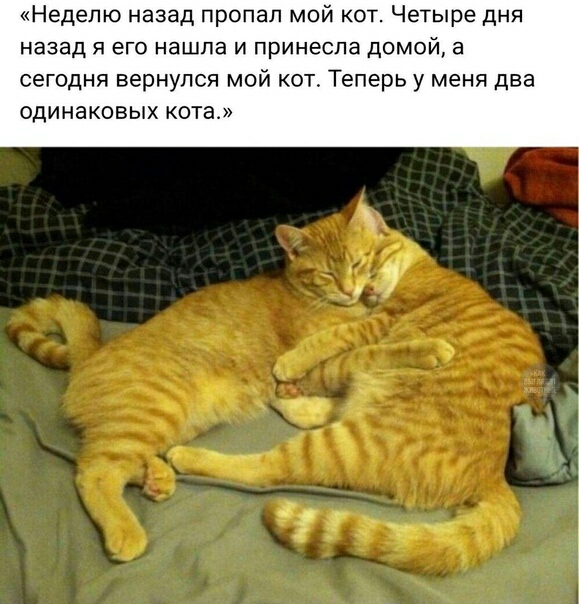 Неделю назад пропал мой кот Четыре дня назад я его нашла и принесла домой а сегодня вернулся мой кот Теперь у меня два одинаковых кота