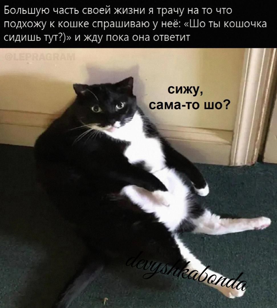 Большую часть своей жизни я трачу на то что подхожу кошке спрашиваю у нее Ши ты кошочка сидишь тут и жду пока она ответит сижу сама то шо
