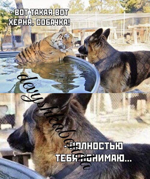 ТПКПЯ ЕЩЁ ЕПЕПЧКП