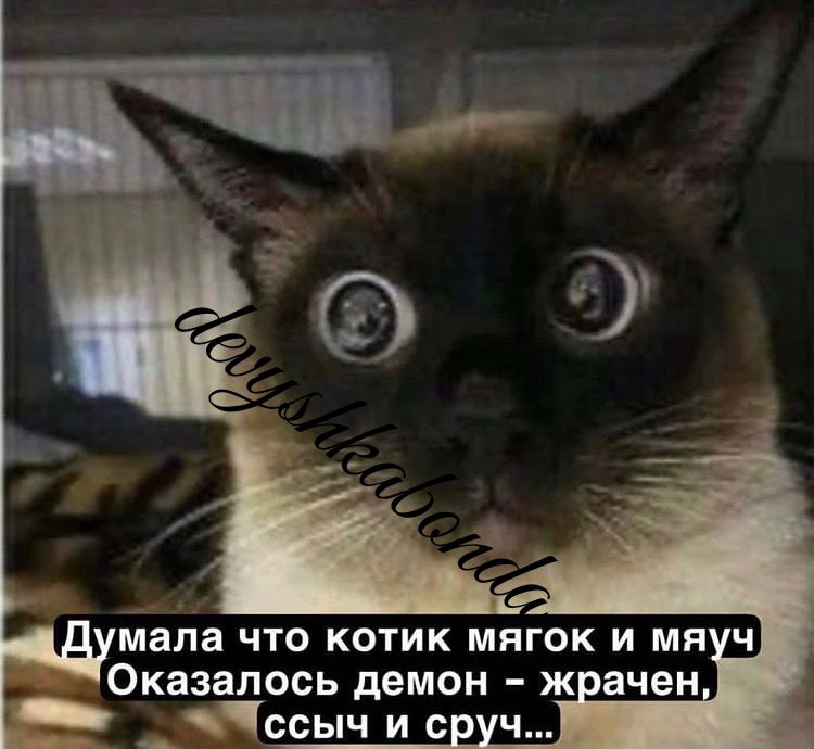 мала ЧТО КОТИК МЯГОК И МП Ч Оказалось демон ж ачен __ ссыч и с