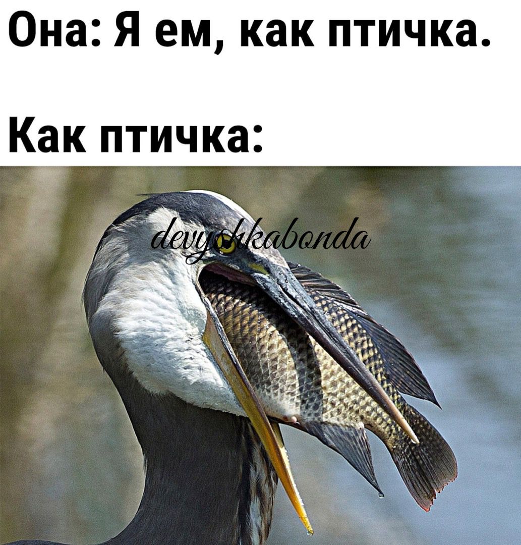 Она Я ем как птичка Как птичка
