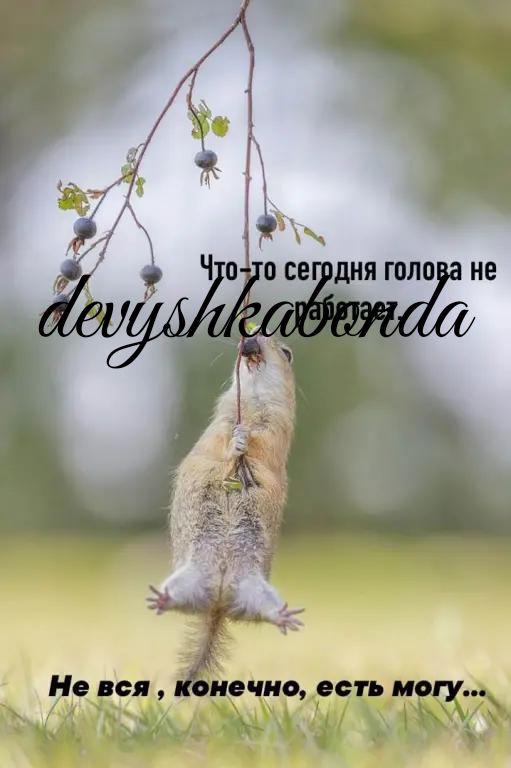 рдня голова не АЙ