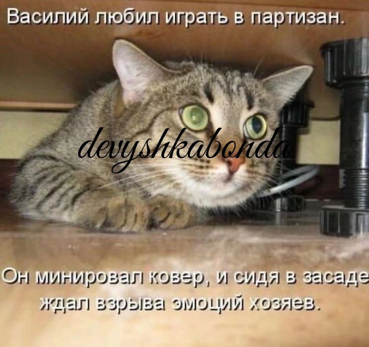 Василий пюйип играть в партизан гпмлгшіро ню р и си ідгш эшэцил