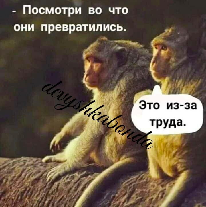 Посмотри во что они превратились К