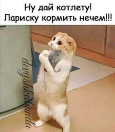 Ну дай котлету Париску кормить нечем