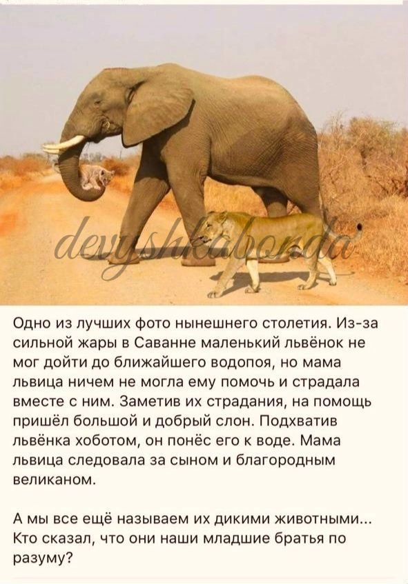 Одно из лучших фото нынешнего столетия Из за сильной жары Саввнне мапенький пьвёнок не мог дойти до ближайшего водопоя но мама львица ничем не могла ему помочь и страдала вместе ним Заметив их страдания на помощь пришёл большой И добрый слои Подхватив львёнка пбшом он понёс его к воде Мама львица следовала за сыном и благородным вепикаиом А мы все ещё называем их дикими животными Кто сказал что пн