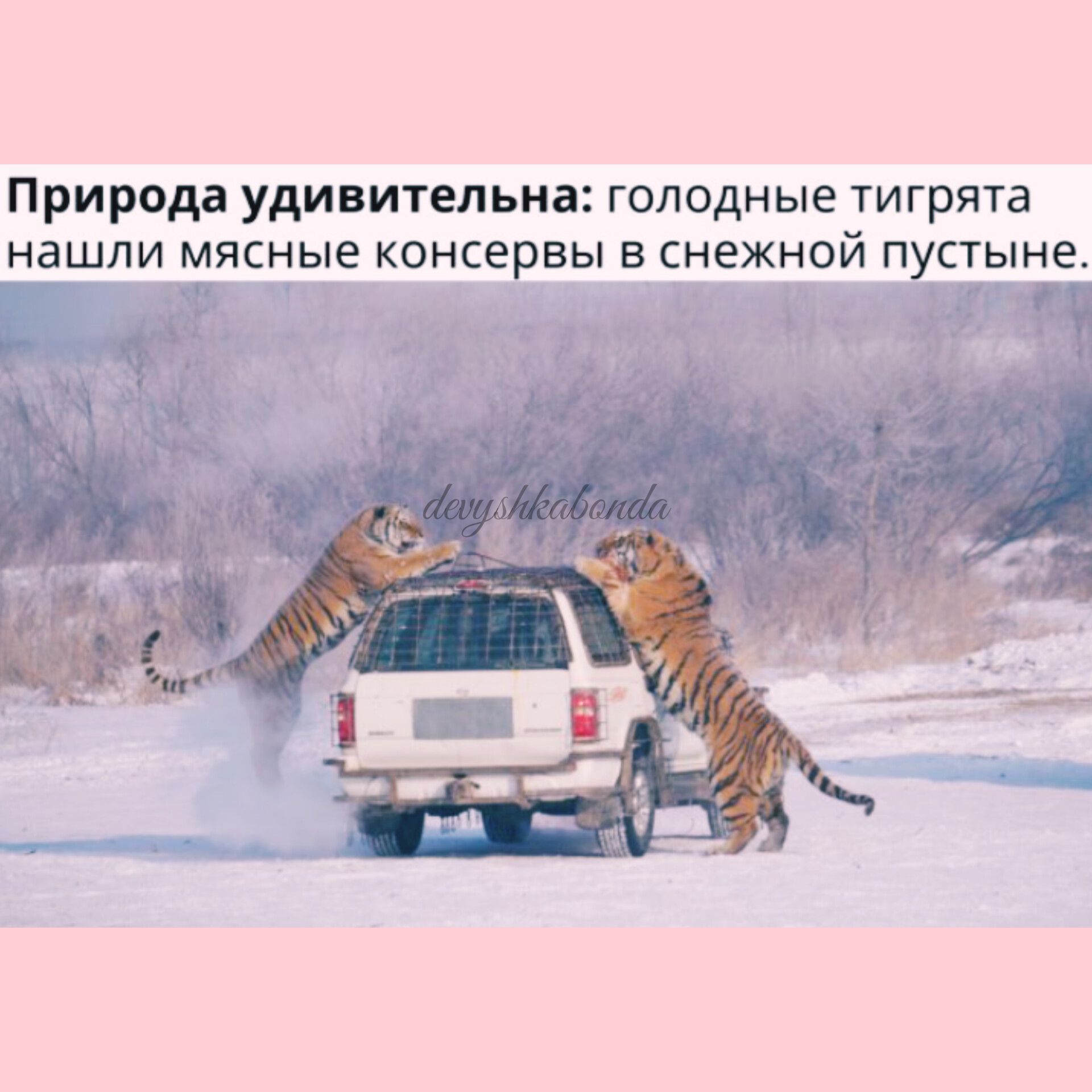 Природа удивительна голодные тигрята нашли мясные консервы в снежной пустыне