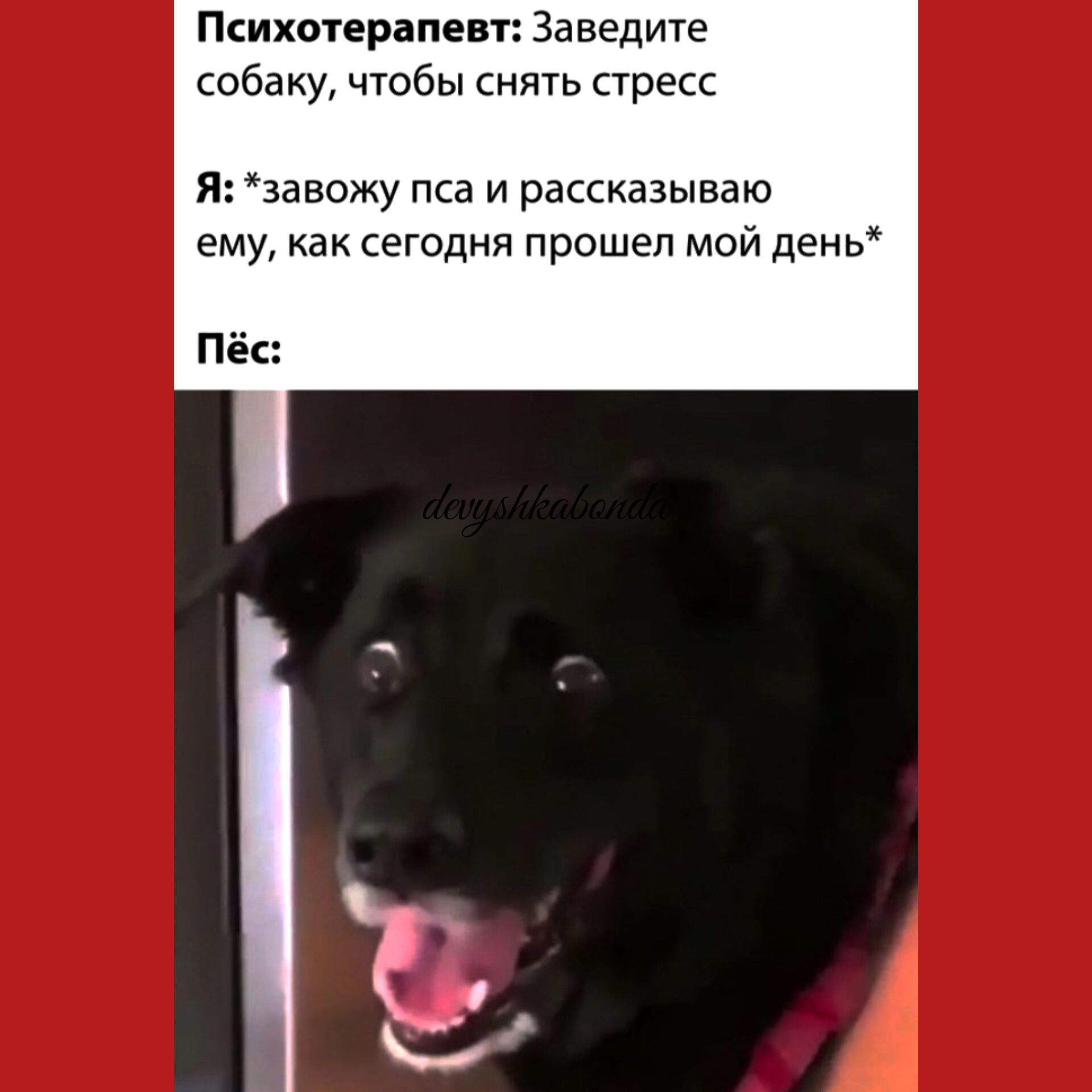 Психогерппевт Заведите собаку чтобы снять стресс и завожу пса и рассказываю ему как сегодня прошел мой ден ь П