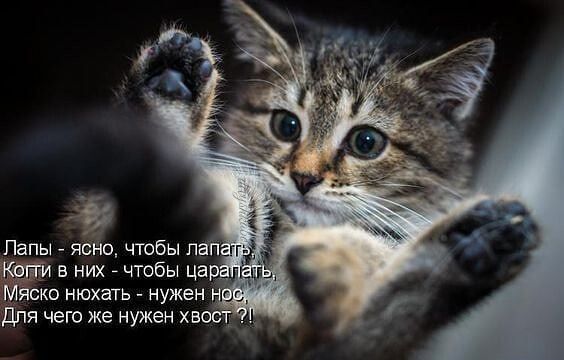 внихі Миска нюхать нужен для чего же нужен