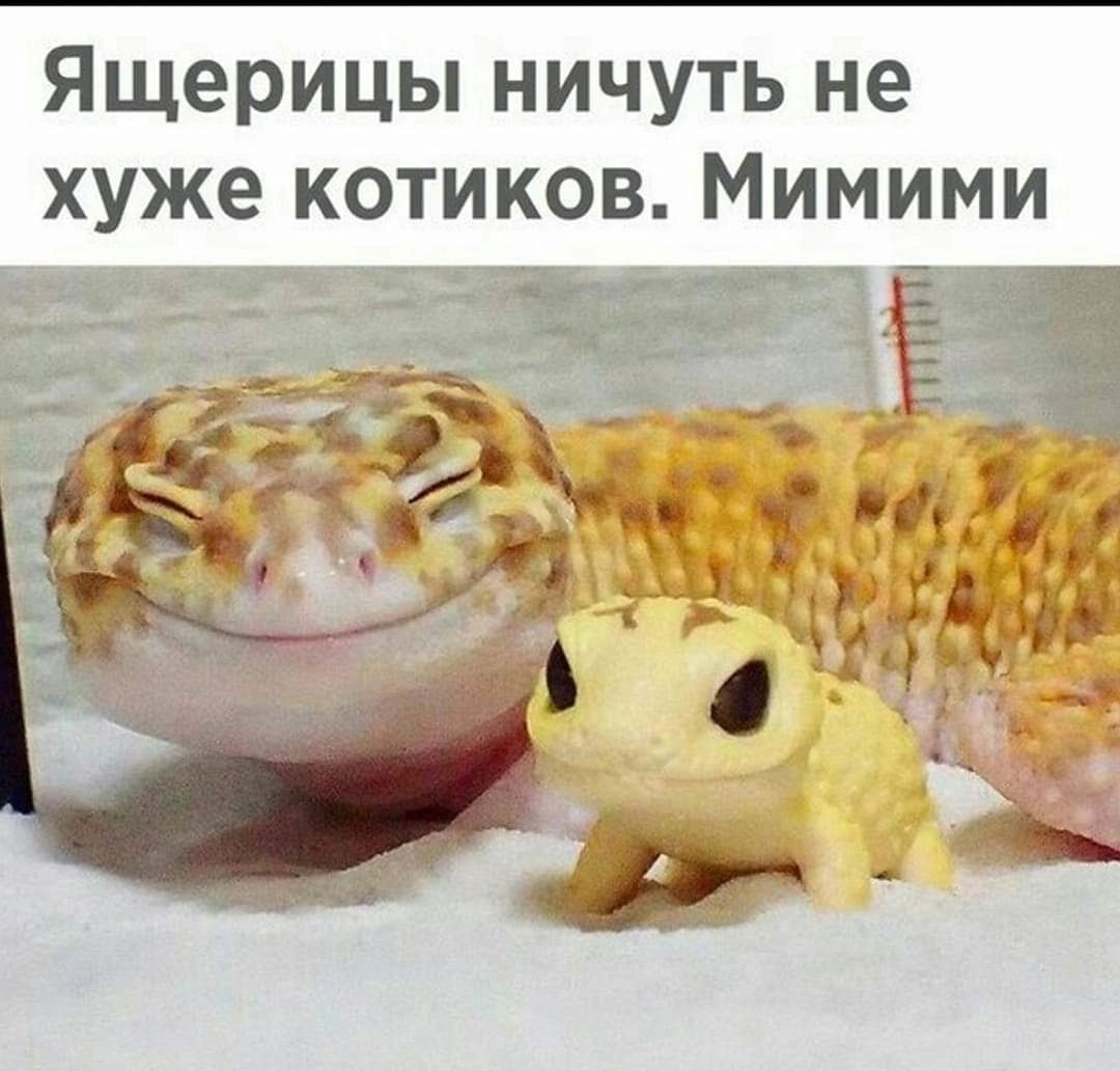 Ящерицы ничуть не ими