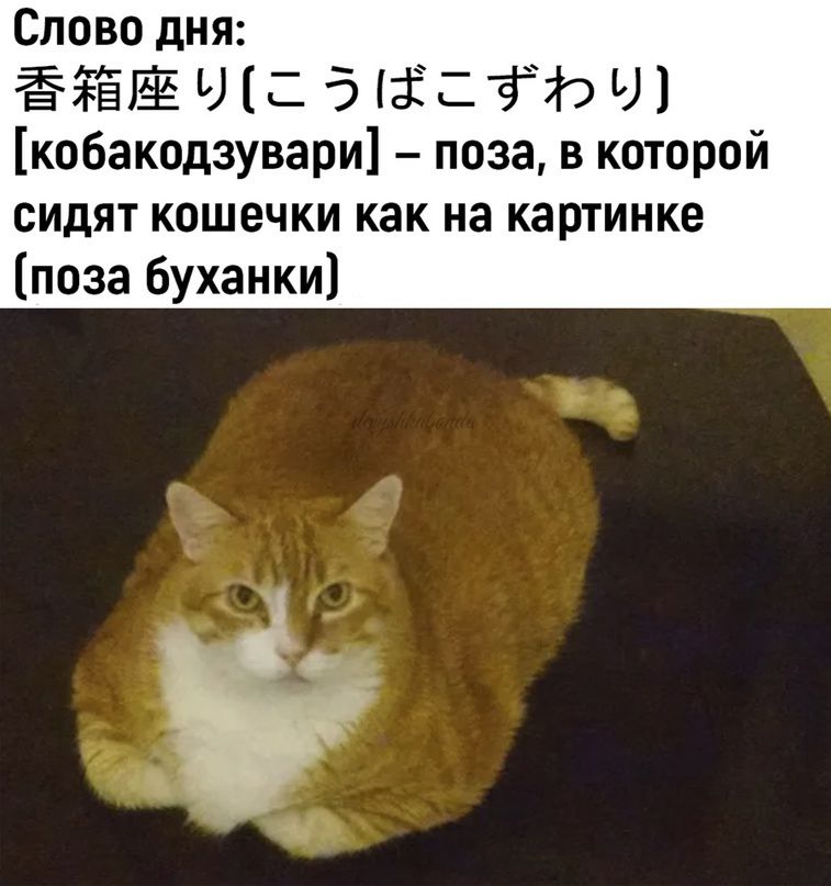 Слово дня ёёгё Ч 5 111 кобакодзувари поза в которой сидят кошечки как на картинке поза буханки