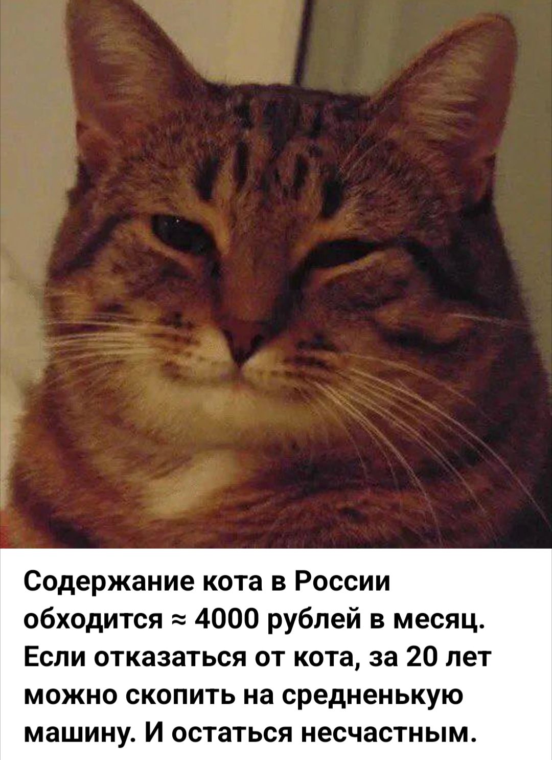 Содержание кота в России обходится 4000 рублей в месяц Если отказаться от кота за 20 лет можно скопить на средненькую машину И остаться несчастным