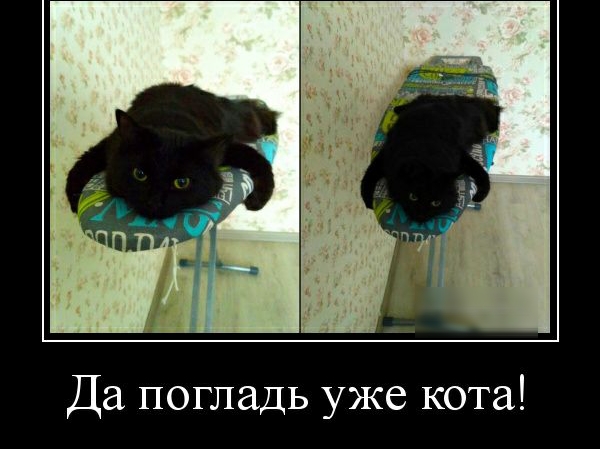 Да погладь уже кота