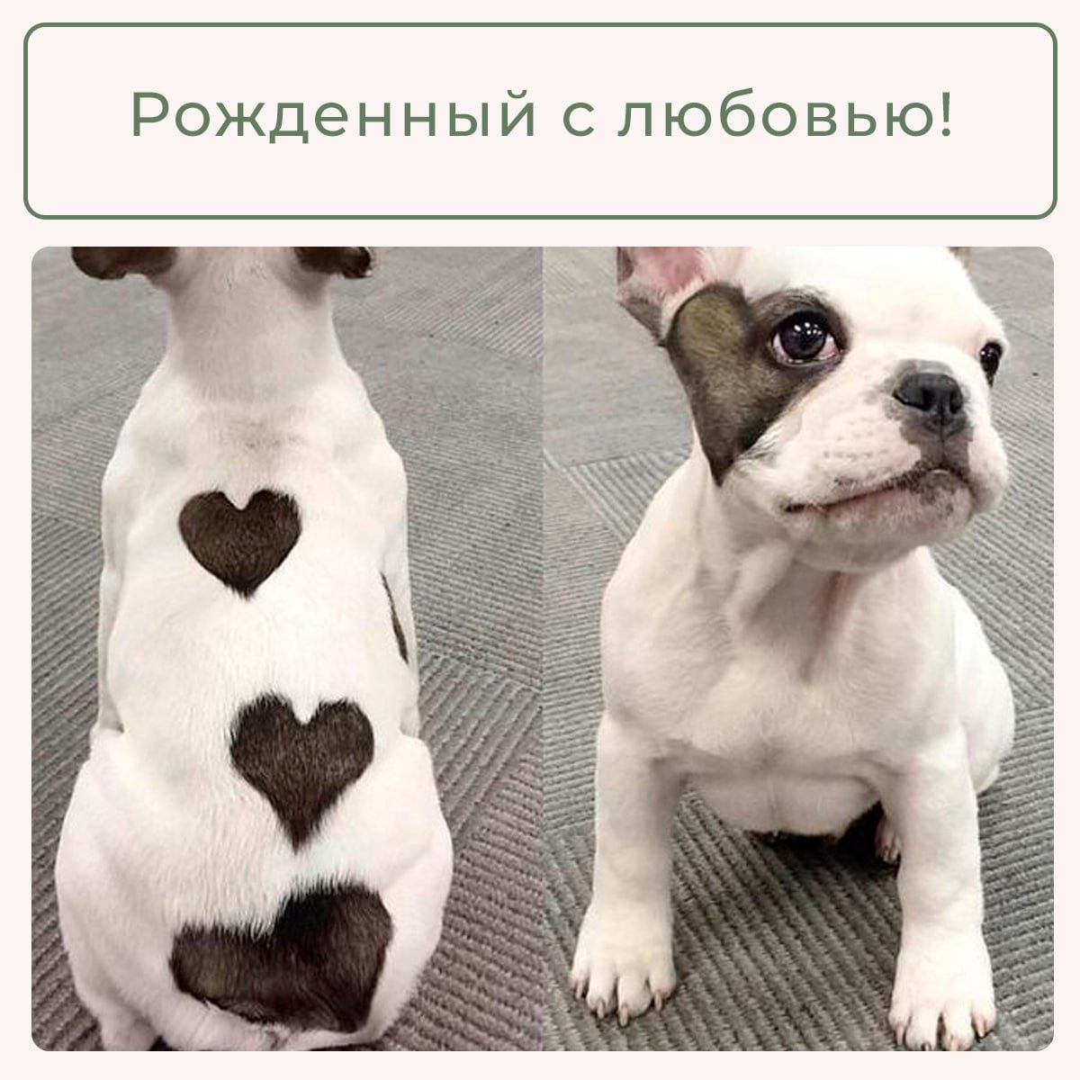 Рожденный с любовью