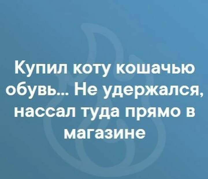 Купил коту кошачью обувь Не удержался нассал туда прямо в магазине