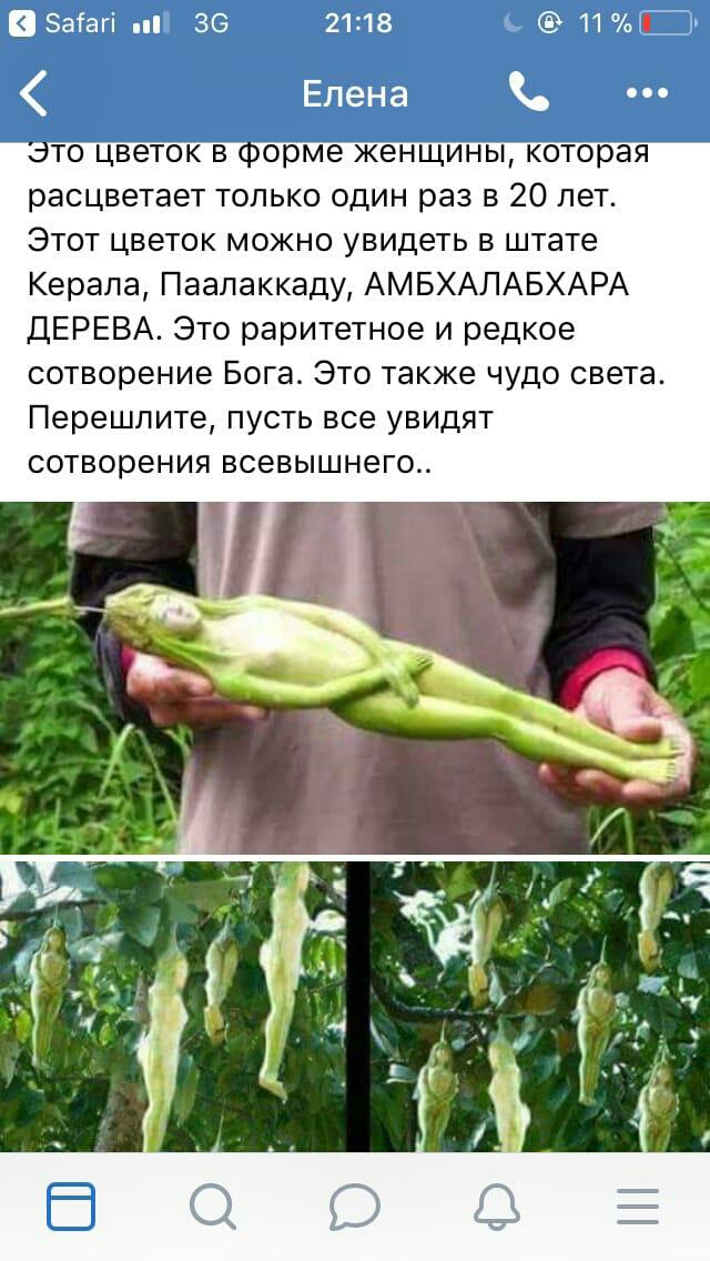 Загагі 36 2118 Ъ 11 расцветает только один раз в 20 лет Этот цветок можно увидеть в штате Керала Паалаккаду АМБХАЛАБХАРА ДЕРЕВА Это раритетное и редкое сотворение Бога Это также чудо света Перешлите пусть все увидят сотворения всевышнего