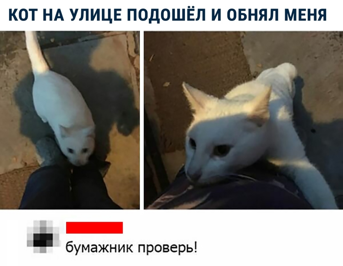 КОТ НА УЛИЦЕ ПОДОШЁЛ И ОБНЯЛ МЕНЯ _ бумажник проверь