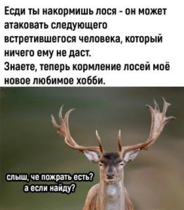 Если ты ИЭКОРМИШЬПОСП ОИ может атаковать СЛЕДУЮЩВГО ВПРШИВШОЮСЯ человека который ничего ему не даст Знаете теперь кормление лосей моё новое любимое хобби слыш чп пожрать есть7 1 аесли панду