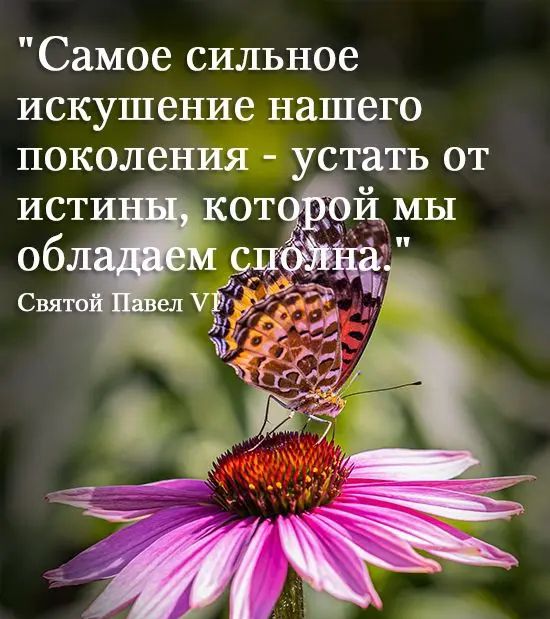 Самое сильное искушение нашего поколения устать от ИС КОТ И мы об _ Свято ел Ш