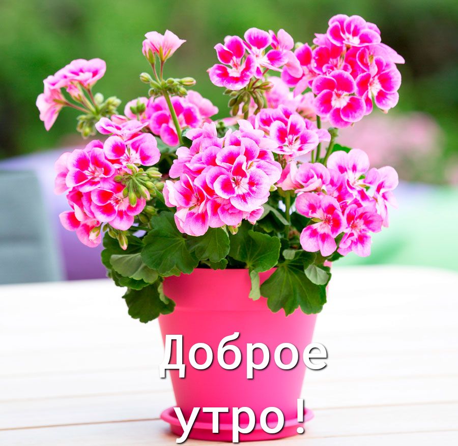 Доороэ Шут