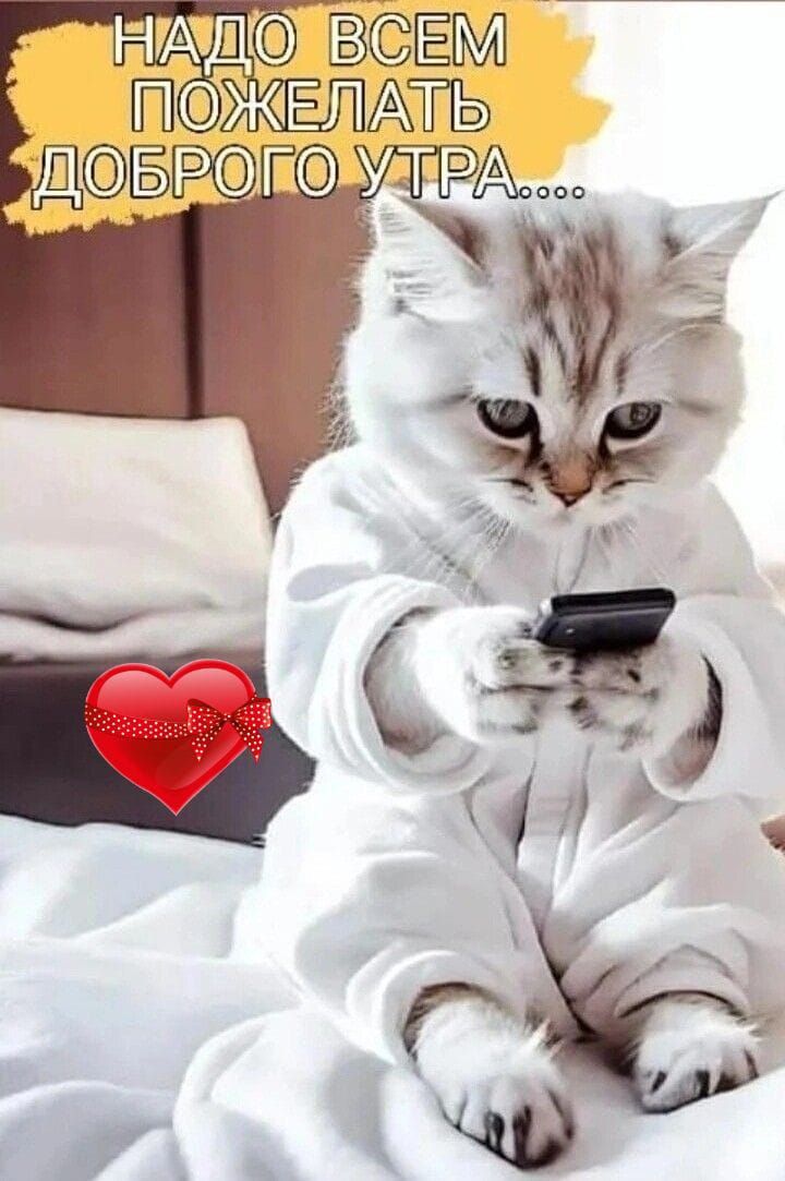 нтщсо