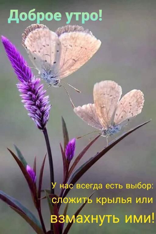 У нас всегда есть выбор СЛОЖИТЬ КРЫЛЬЯ ИЛИ взмахнуть ими
