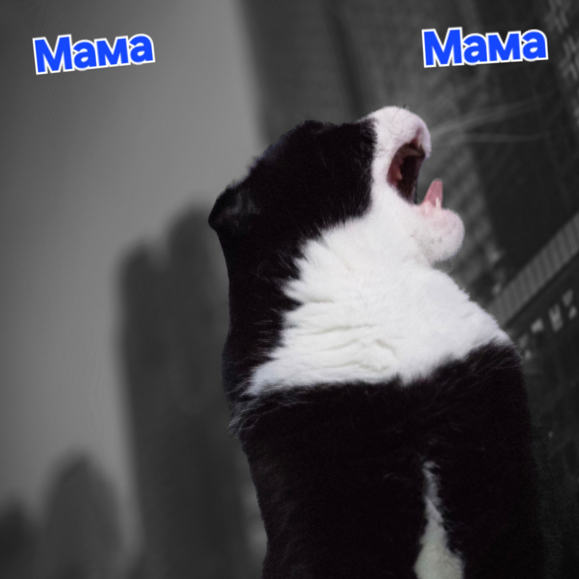 Мама
Мама